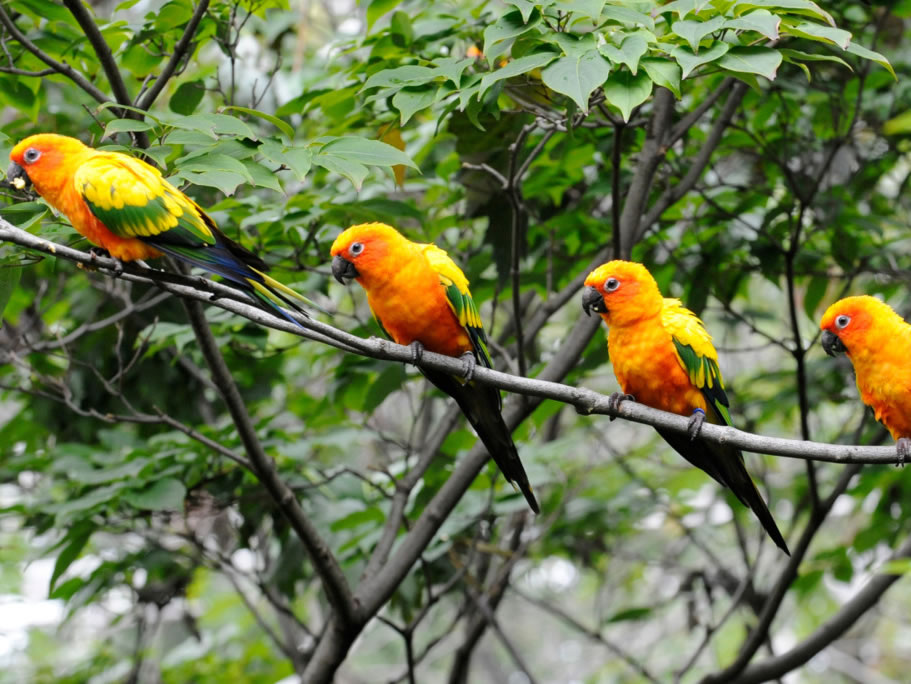 The Perfect Fit: Choosing Aviary Mesh Size for Different Bird Species